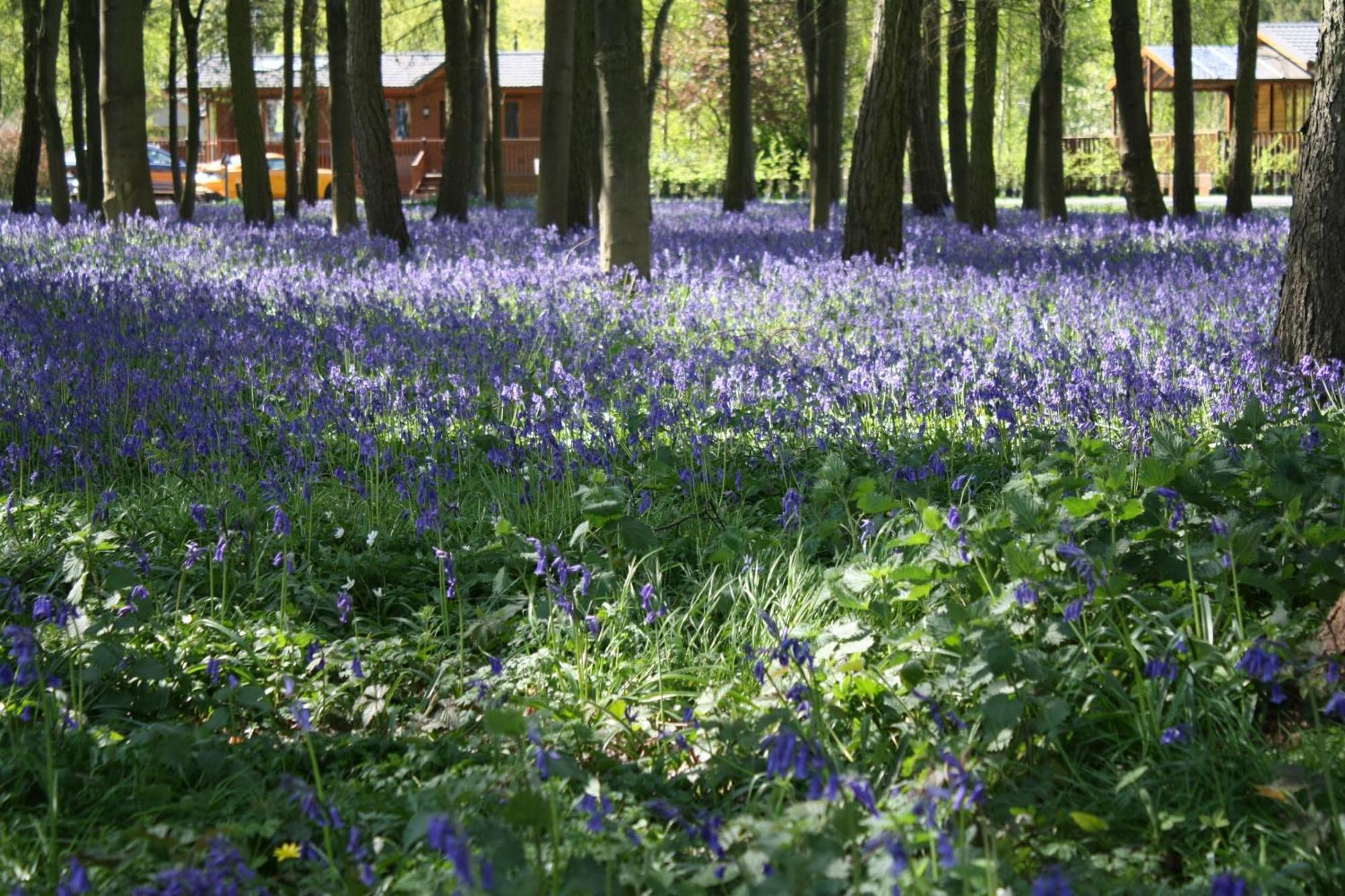 Hollicarrs - Stag Lodge York Luaran gambar